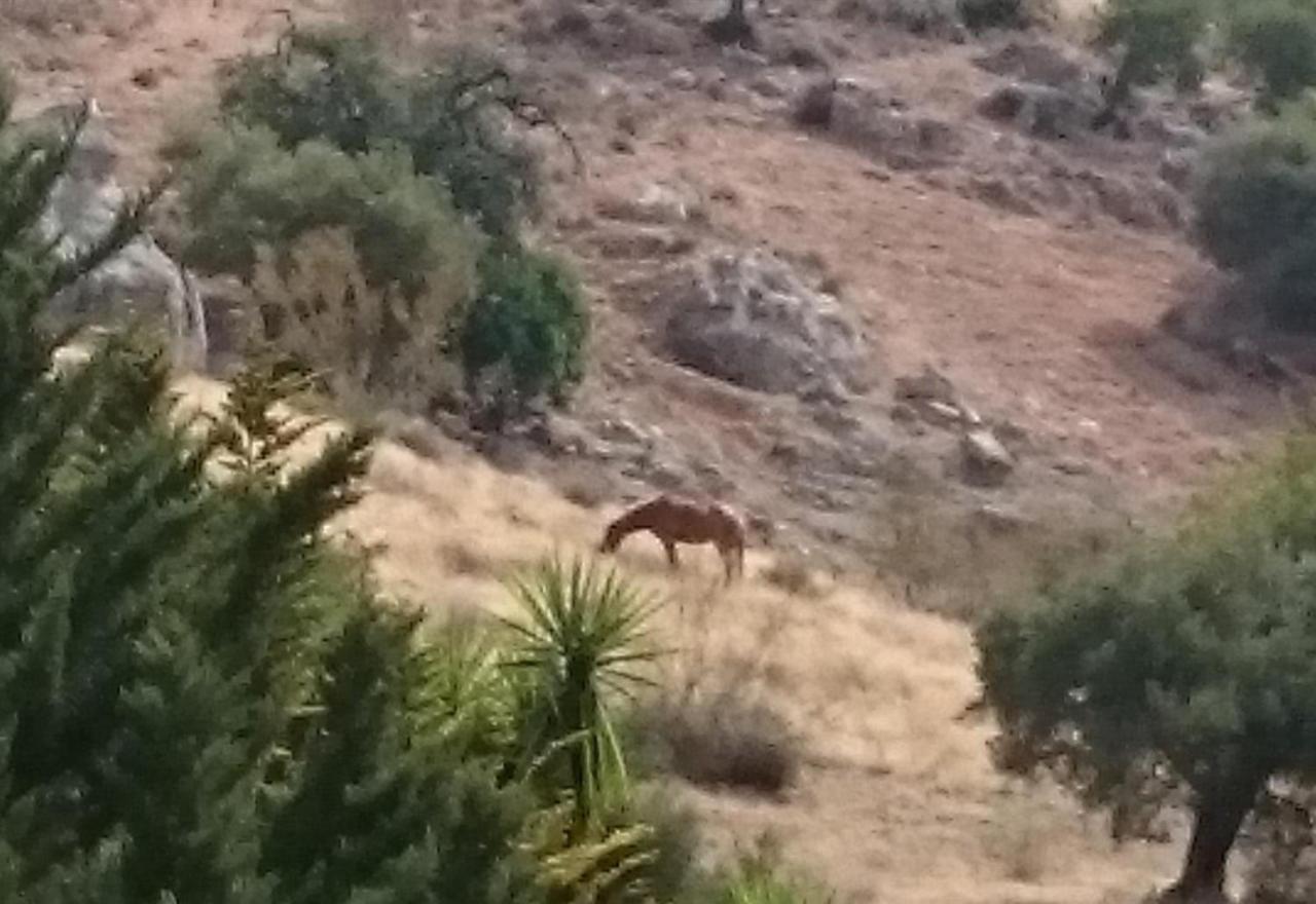Finca Santa Matilde מאלגה מראה חיצוני תמונה